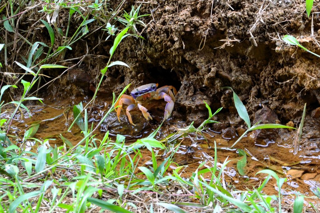 Cangrejo azul terrestre (Cardisoma guanhumi) 8 (1)
