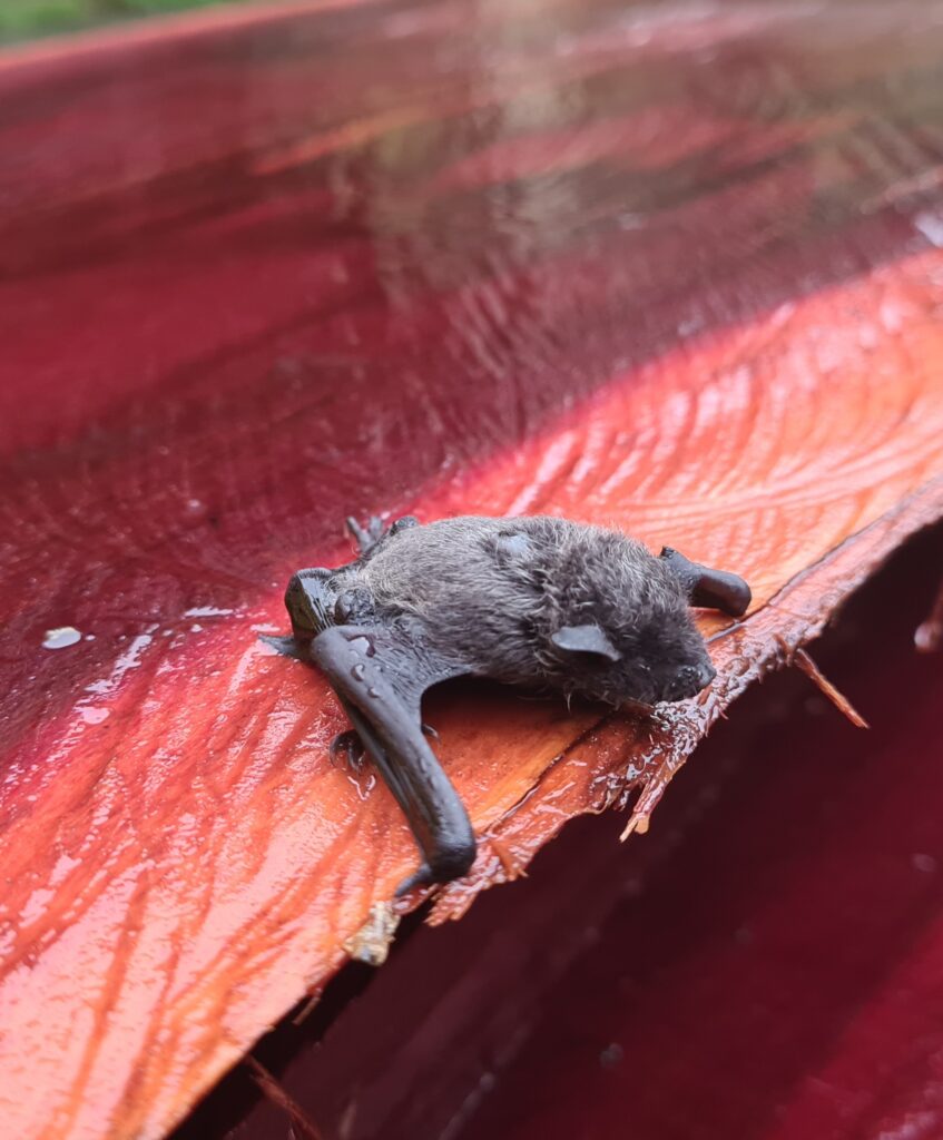 MURCIELAGO RESCATADO DEL AGUA